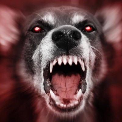 header dog attacks 400x400 1